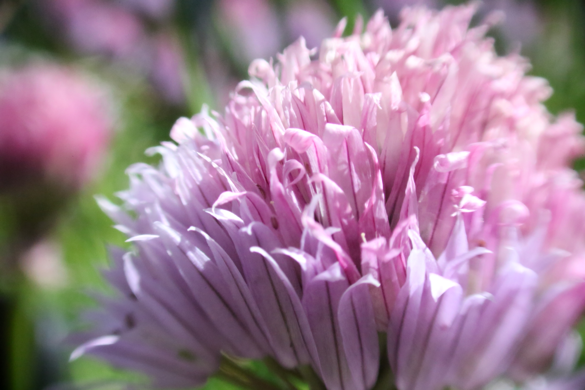 125mm MikroMak Prime Lens Photography