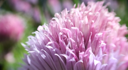 125mm MikroMak Prime Lens Photography