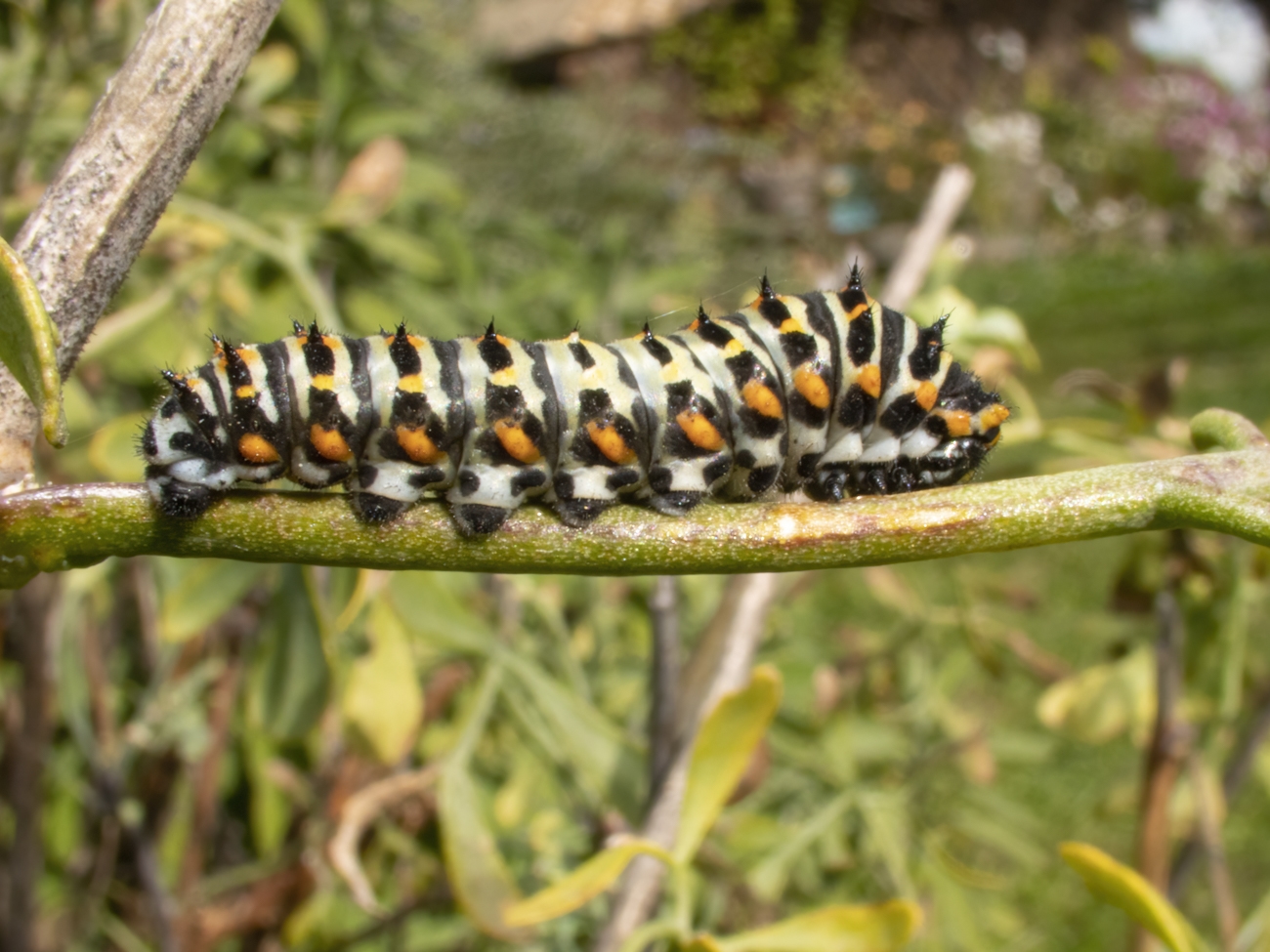 50mm MikroMak Lens Photography