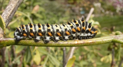 50mm MikroMak Lens Photography