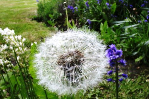 MikroMak 40mm Image<br>Provided by Nicholas DeSciose<br>Camera: Canon EOS 5D Mark III<br>ISO: 8000