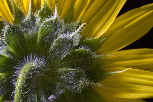 MikroMak 90mm Image<br>Provided by Nicholas DeSciose<br>Camera: Nikon D800E<br>ISO: 4000