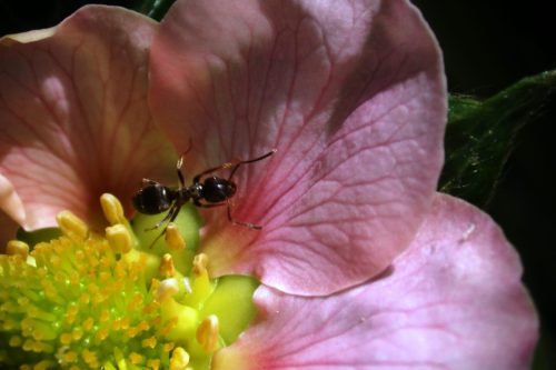 MikroMak 40mm Image<br>Provided by Nicholas DeSciose<br>Camera: Canon EOS 5D Mark III<br>ISO: 2500