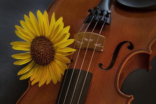 MikroMak/RO Image<br>Provided by Nicholas DeSciose<br>Aperture: 22<br>Camera: Nikon D850<br>ISO: 400