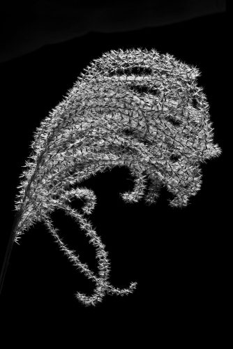 MikroMak/RO Image<br>Provided by Nicholas DeSciose<br>Aperture: 36<br>Camera: Nikon D3<br>ISO: 125