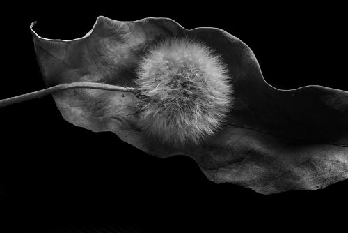 MikroMak/RO Image<br>Provided by Nicholas DeSciose<br>Aperture: 36<br>Camera: Nikon D810<br>ISO: 200