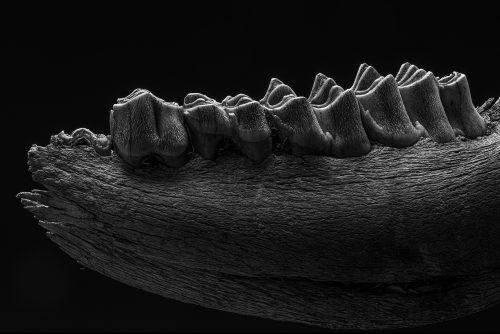 MikroMak/RO Image<br>Provided by Nicholas DeSciose<br>Aperture: 36<br>Camera: Nikon D810<br>ISO: 200